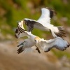 Terej australsky - Sula serrator - Australian Gannet - takapu 2083